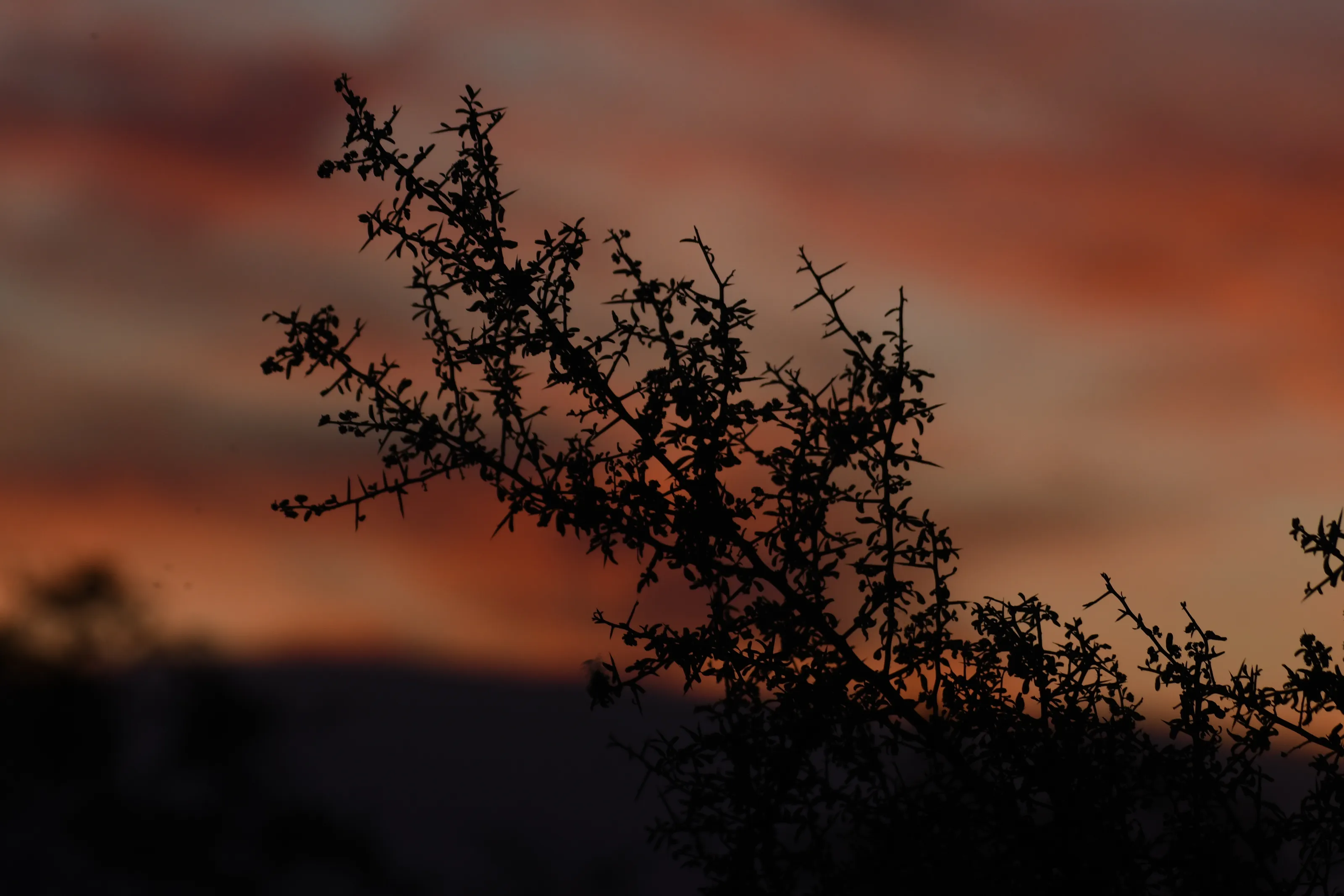 Orange branch