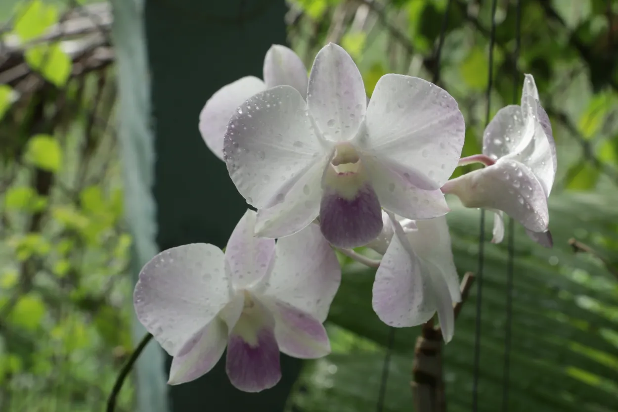 White orchid