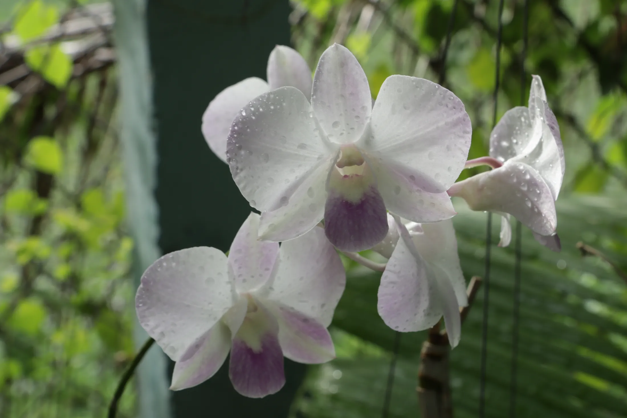 White orchid