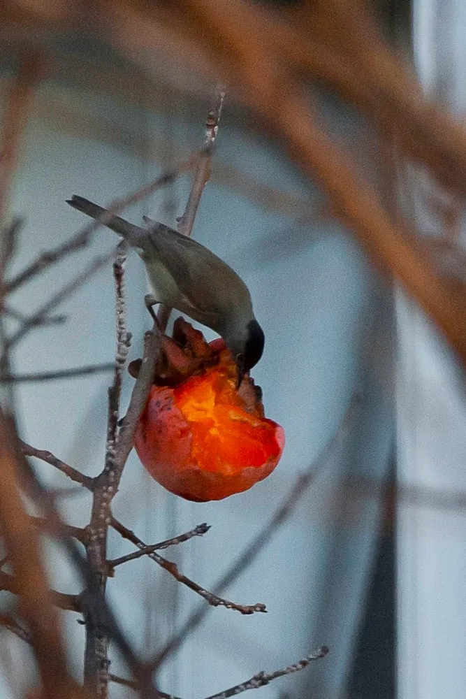 orange breakfast