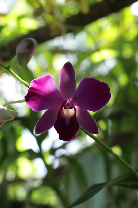 purple orchid