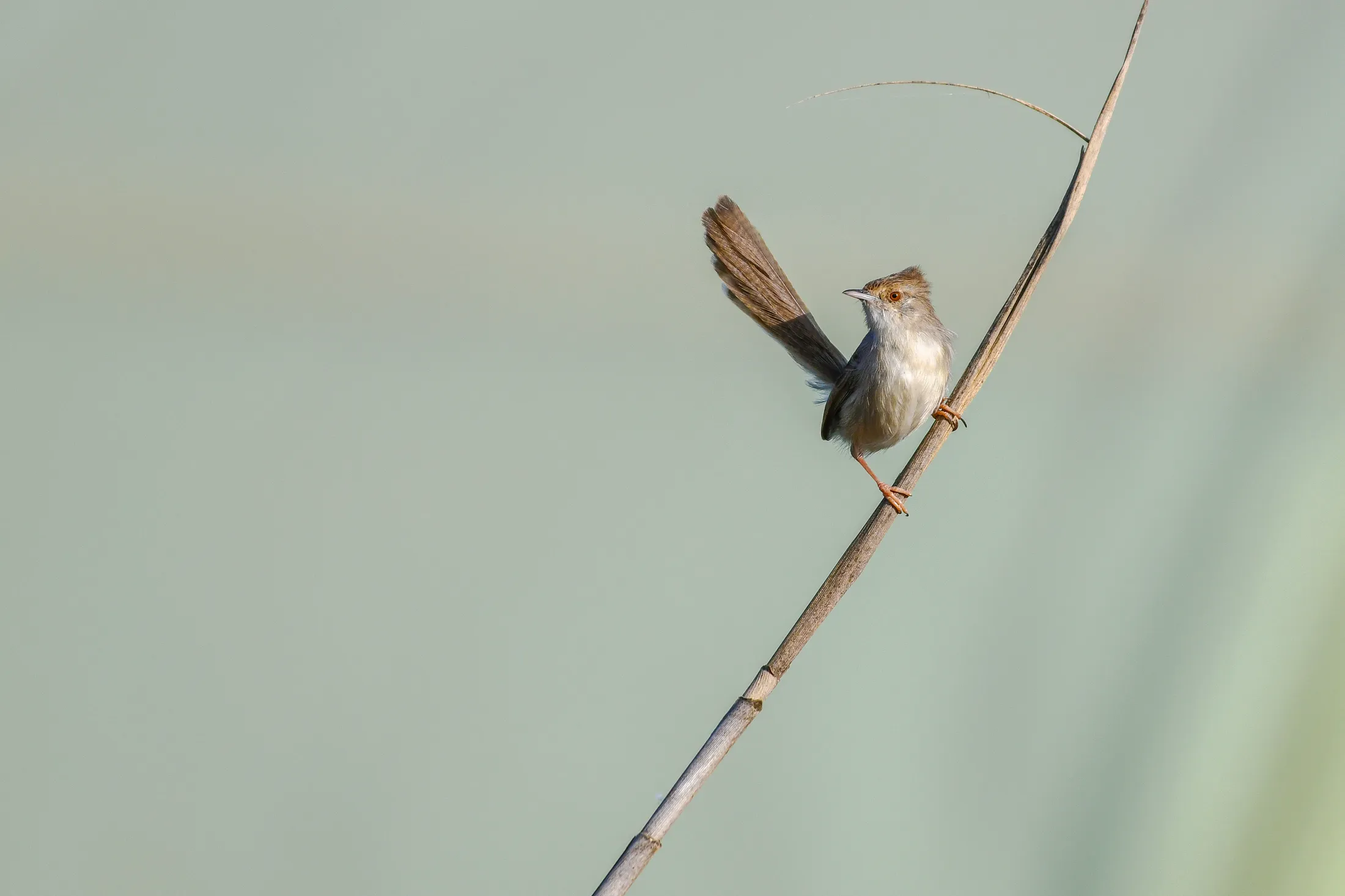 Graceful Prinia in the Reeds