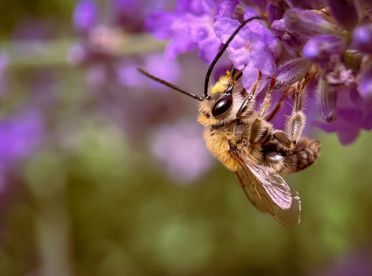 Long-horned bee
