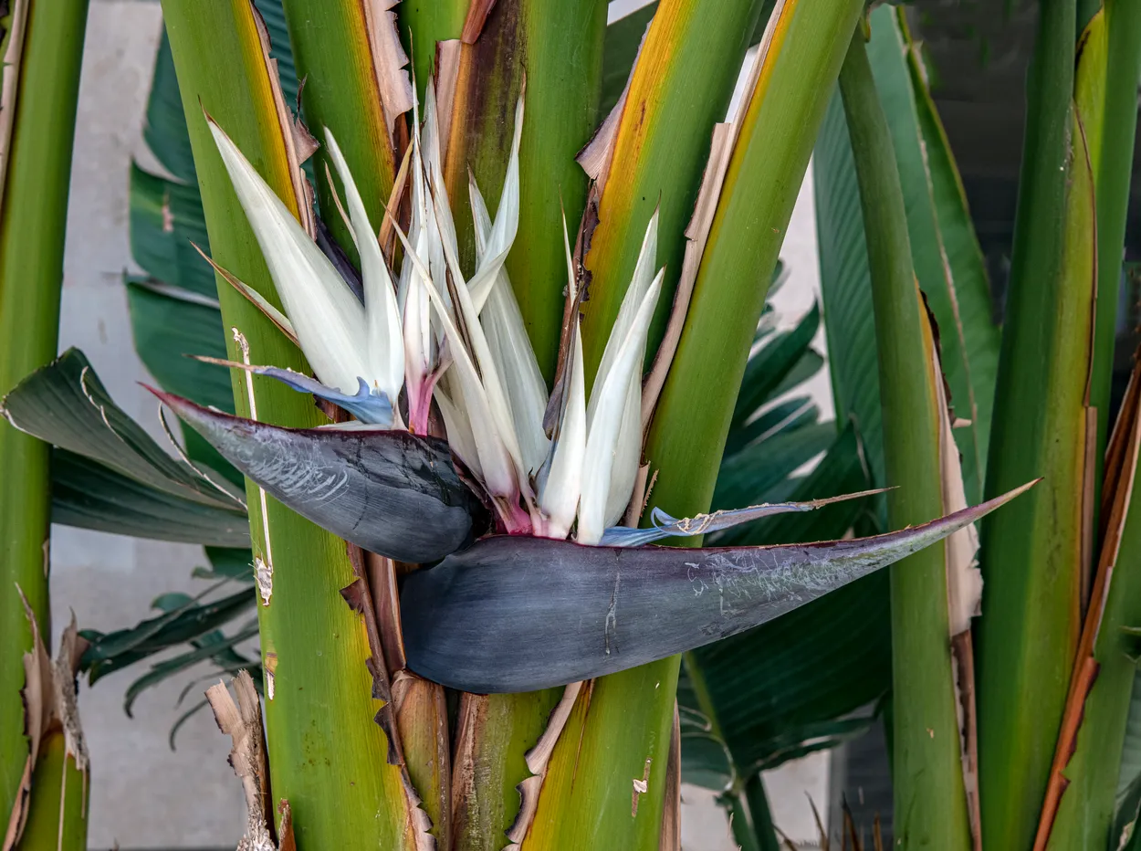 Giant Bird of Paradise