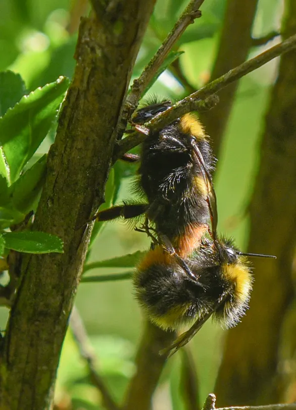 Mating Bumble Bees