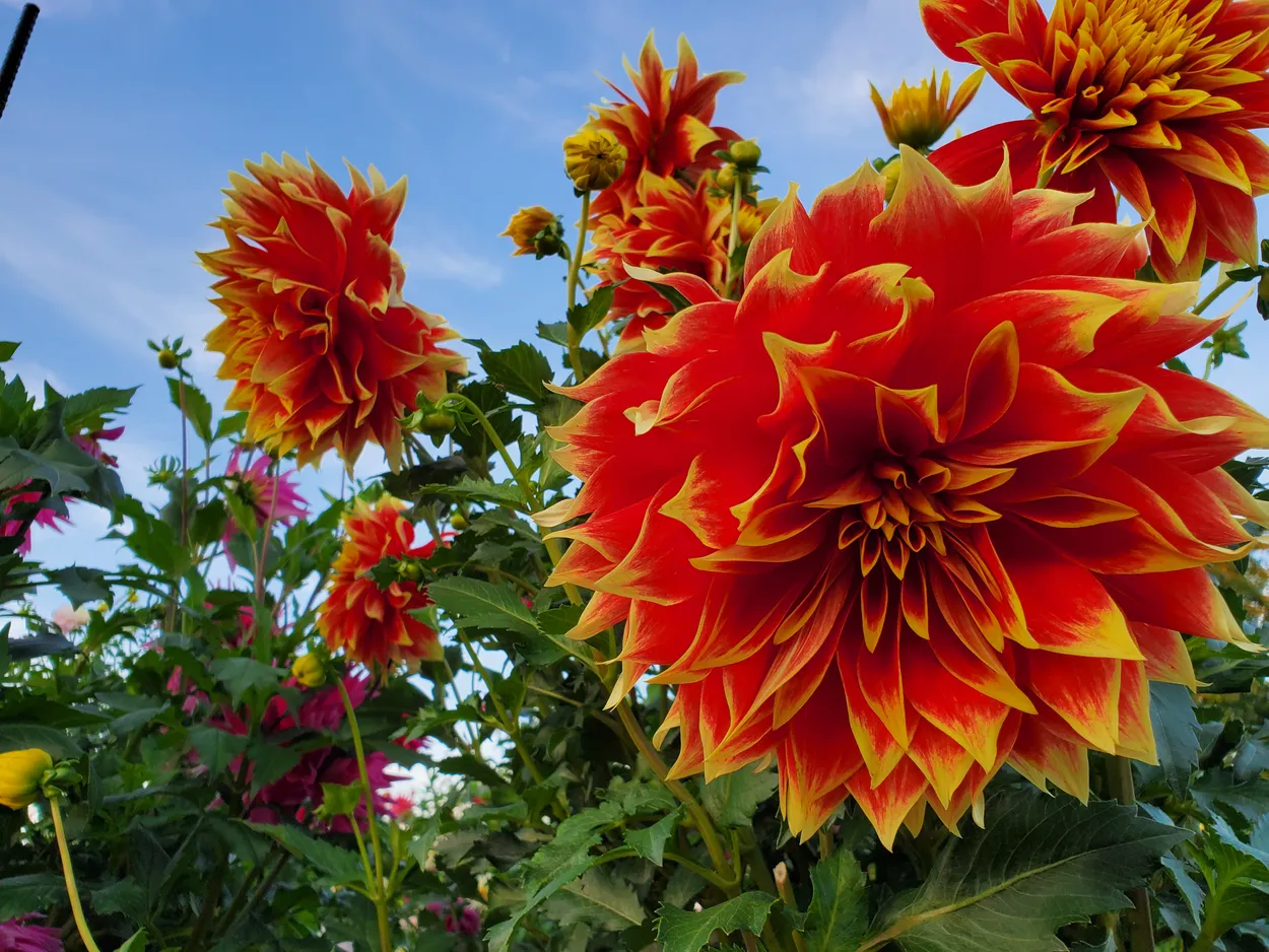 Dahlias