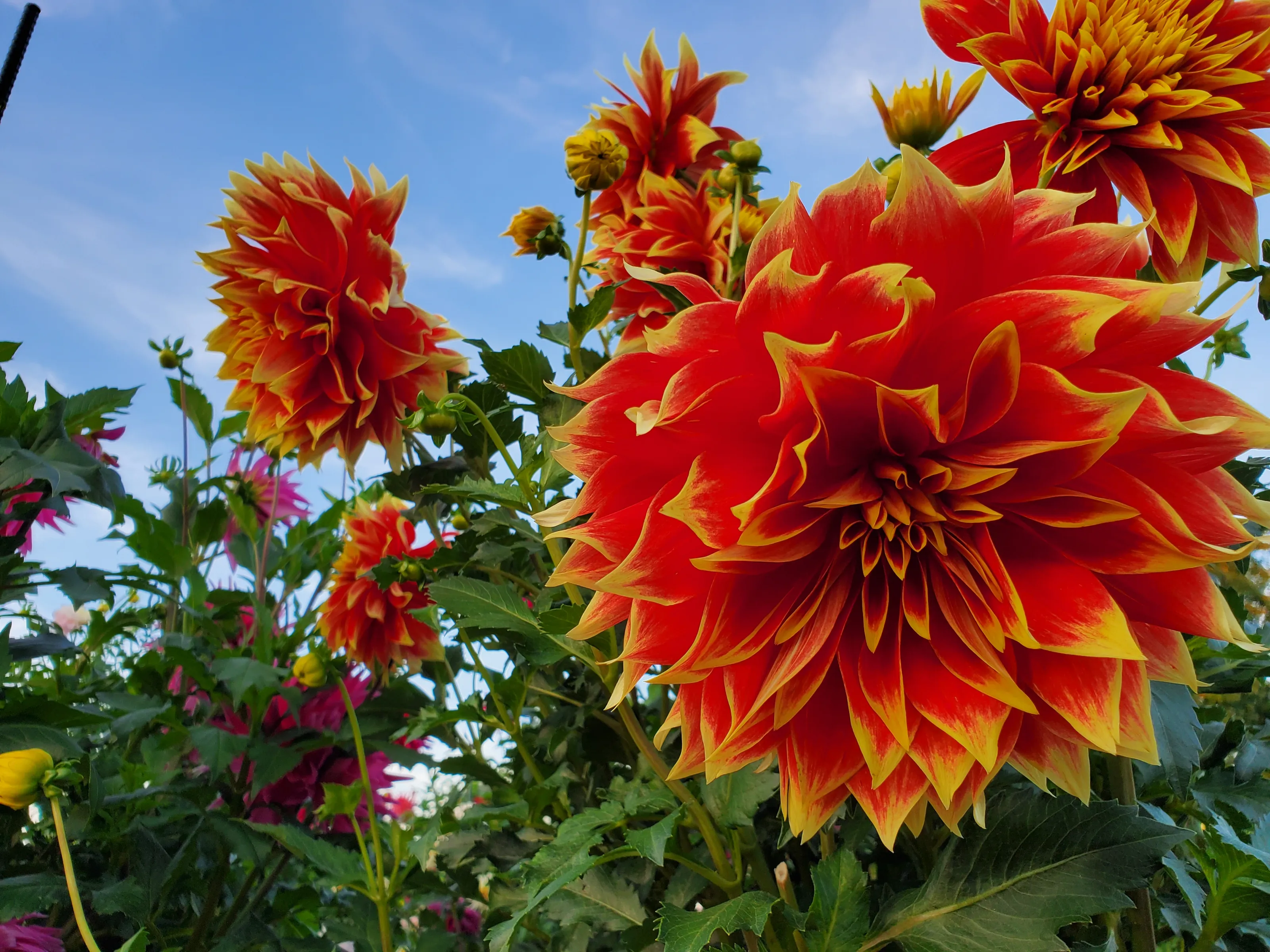 Dahlias