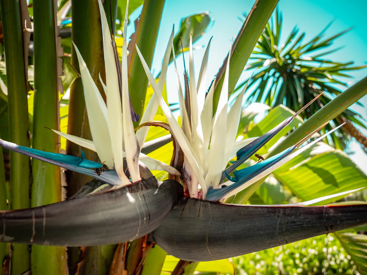 electric blue bird of paradise flower.