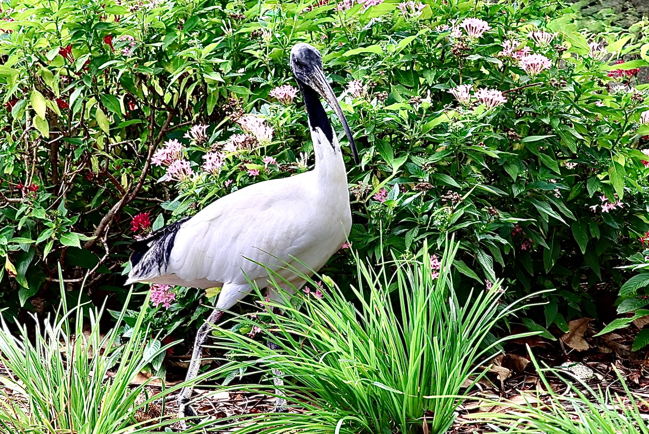 Australian White Ibis Among Tropical Flora