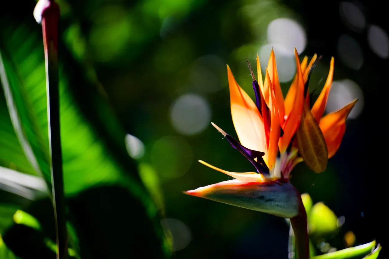 Bird of Paradise