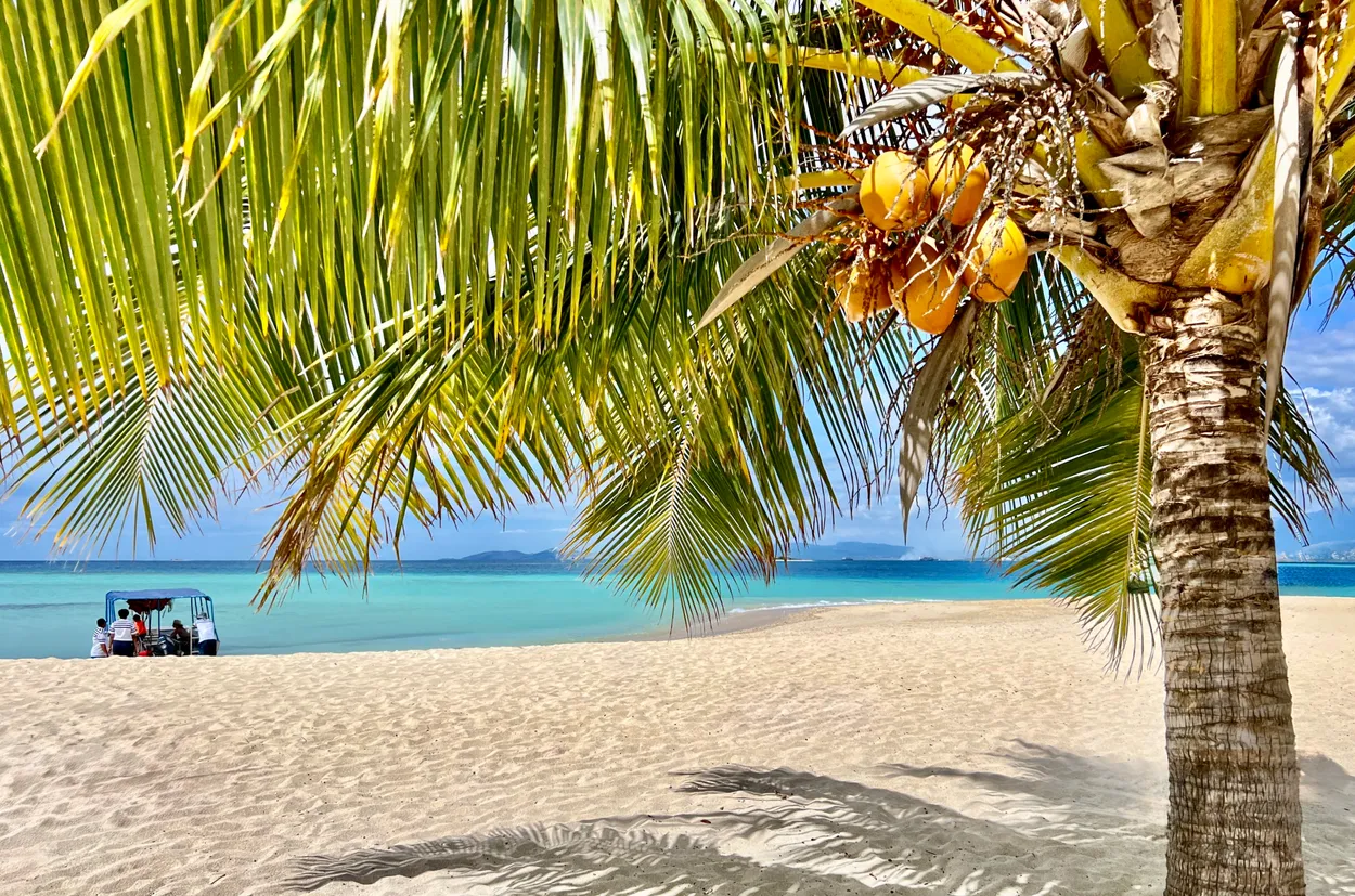 Coconut Tree in the Tropics