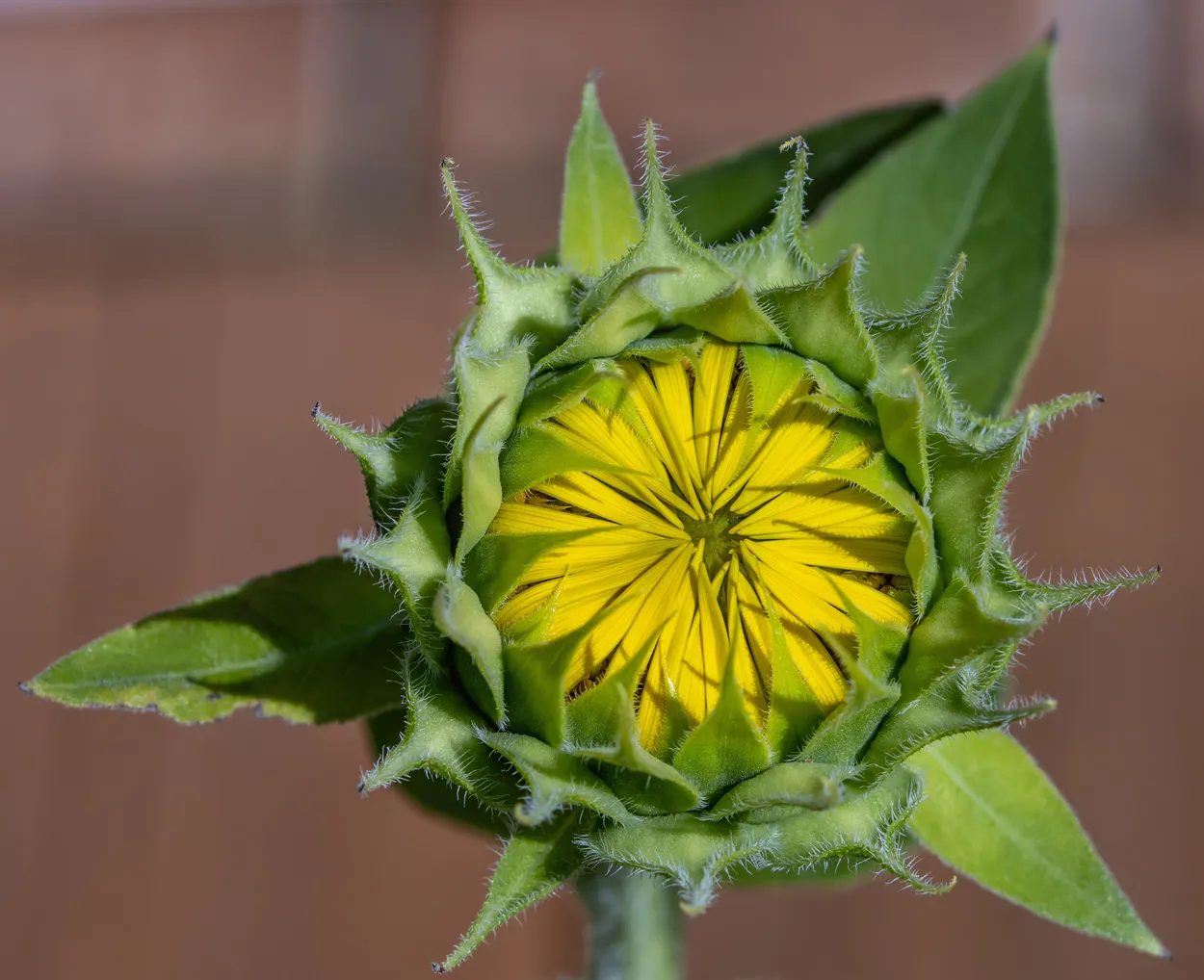 Closed Sunflower
