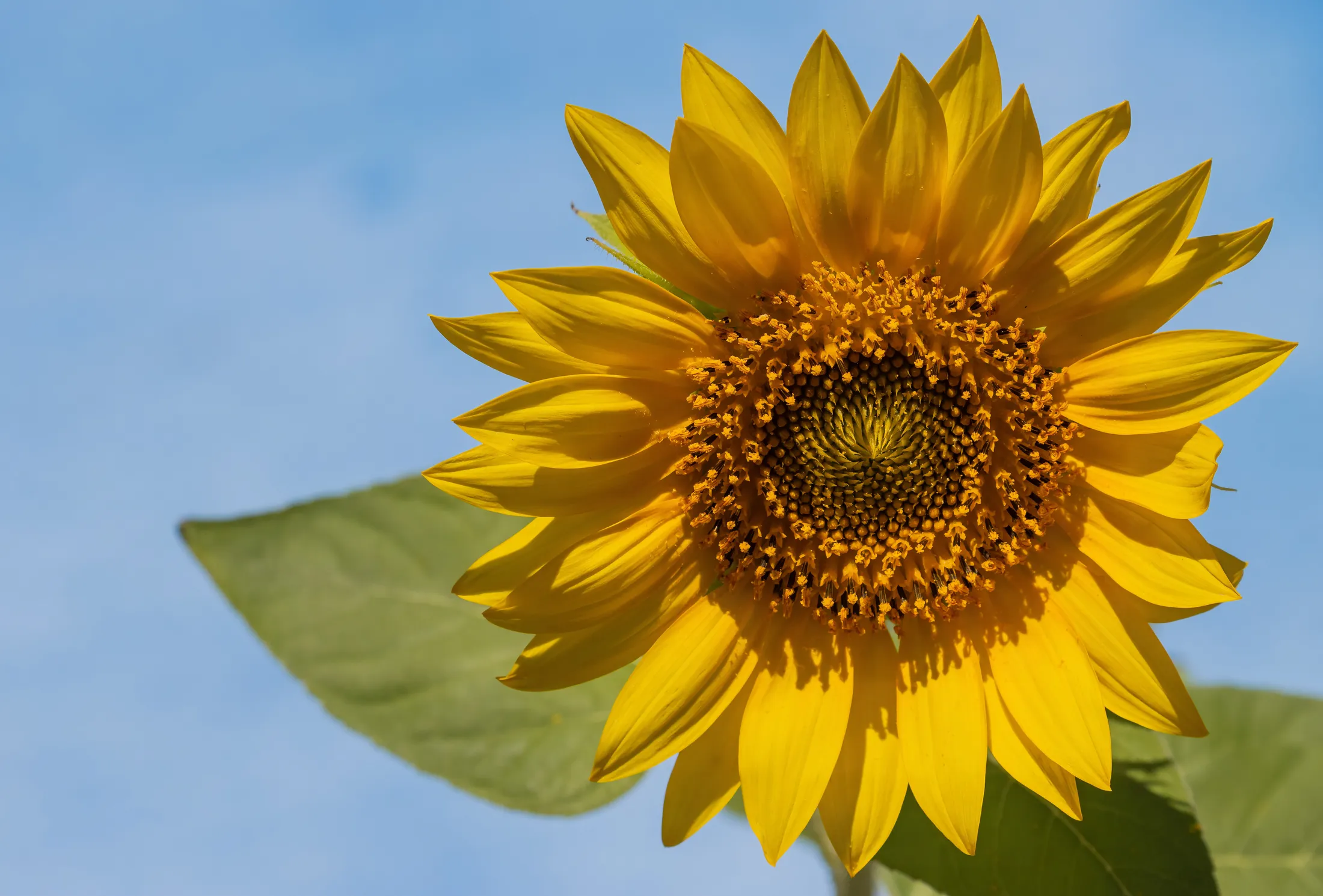 Sunflower - 6