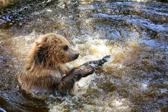 Bear play
