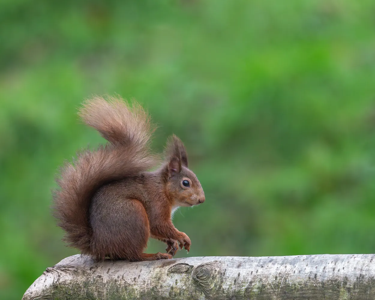 Woodland Watcher