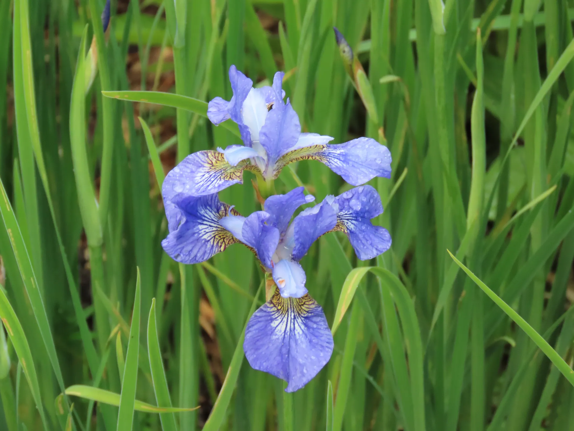 Iris
