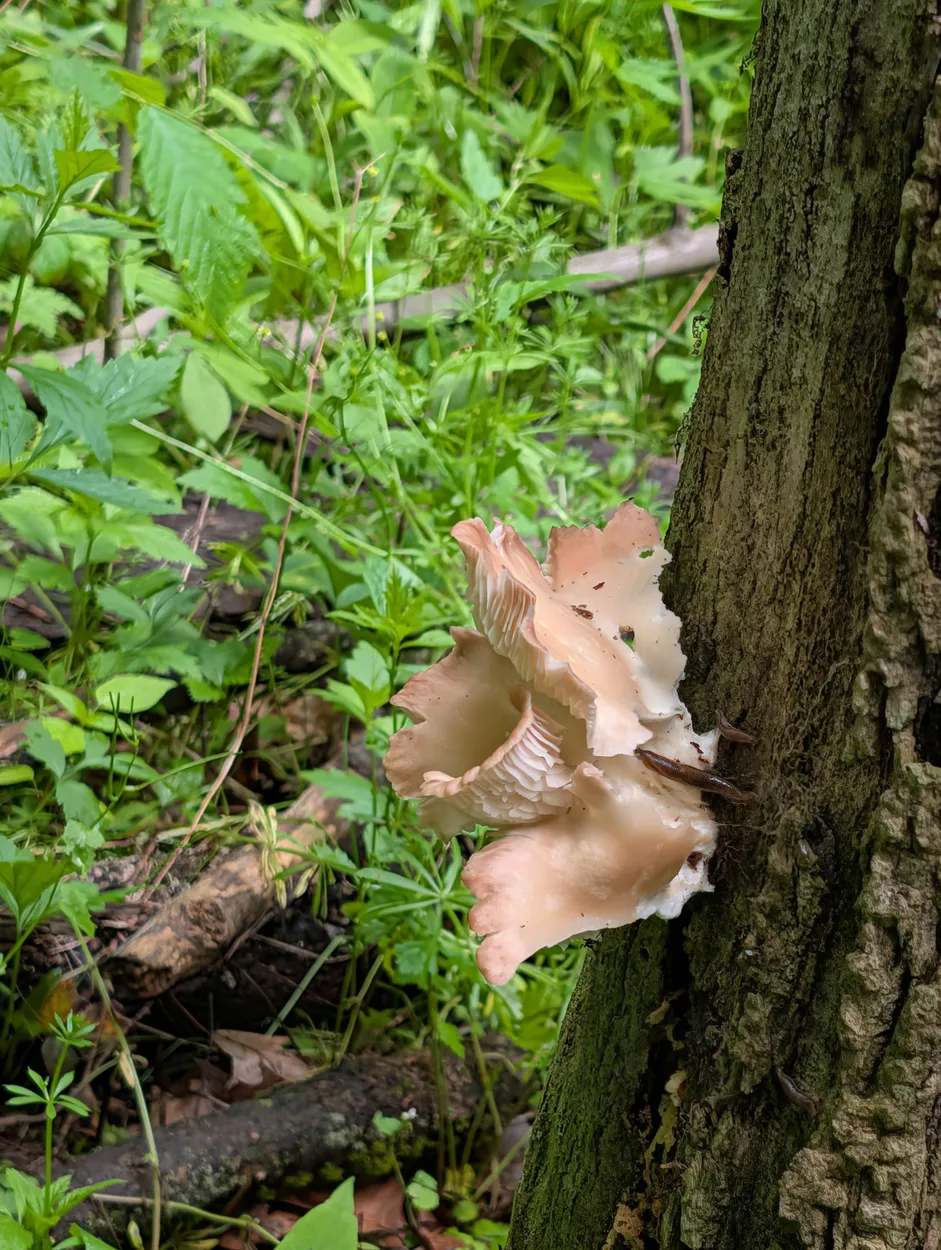 Mushroom "Rose"