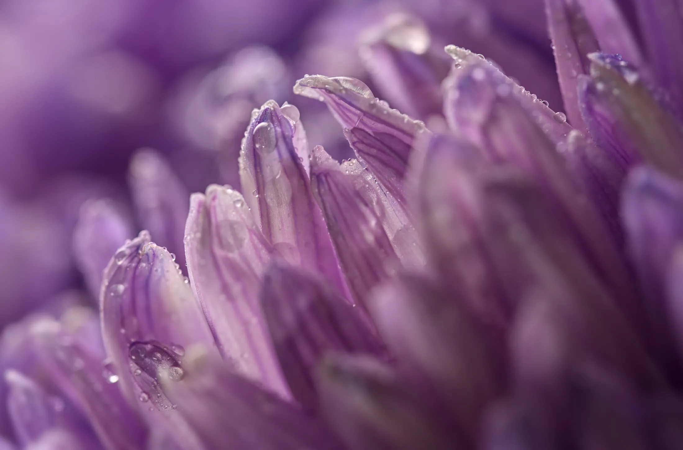 Colour Your Day Purple