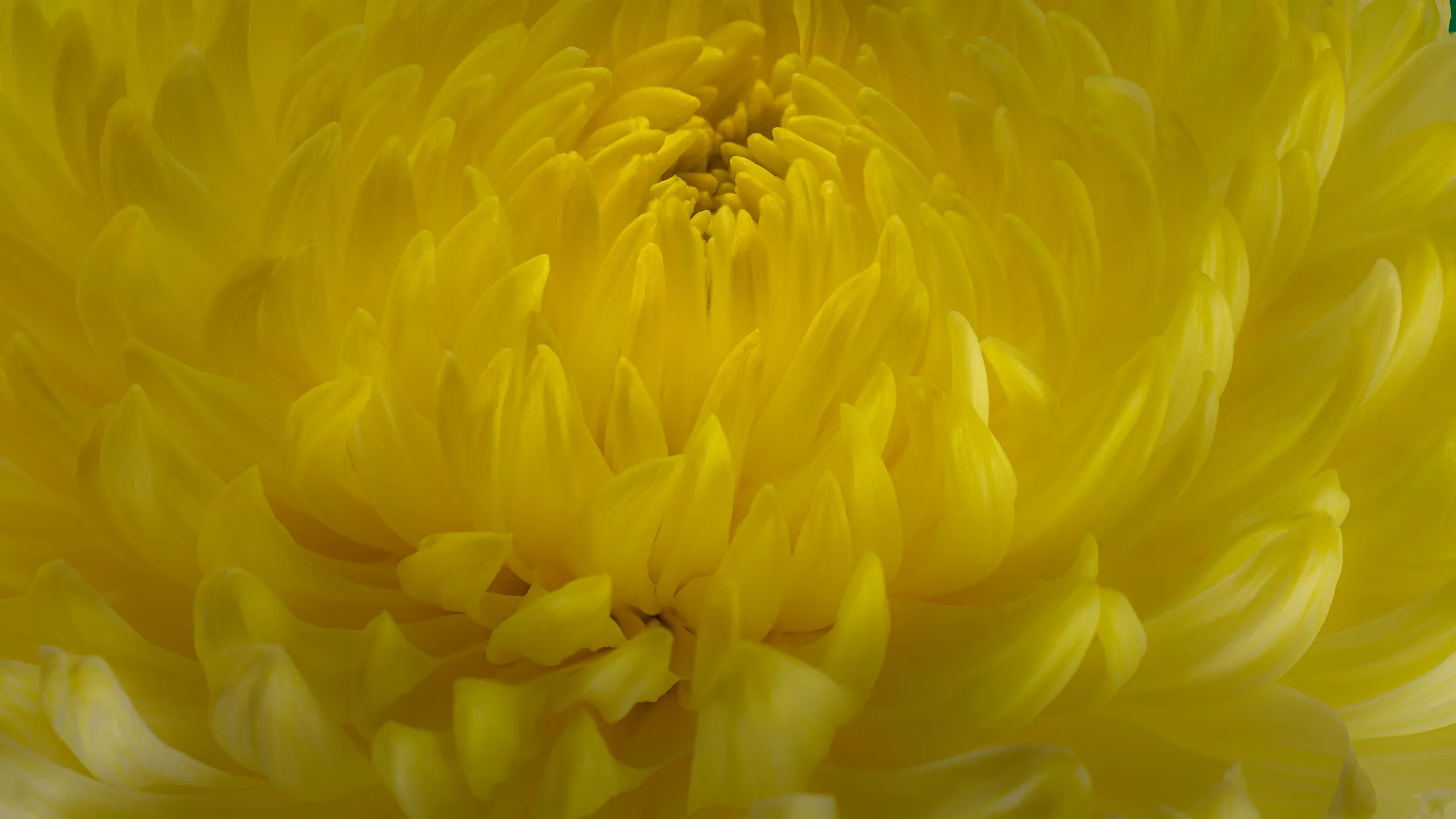 Yellow my day Happy