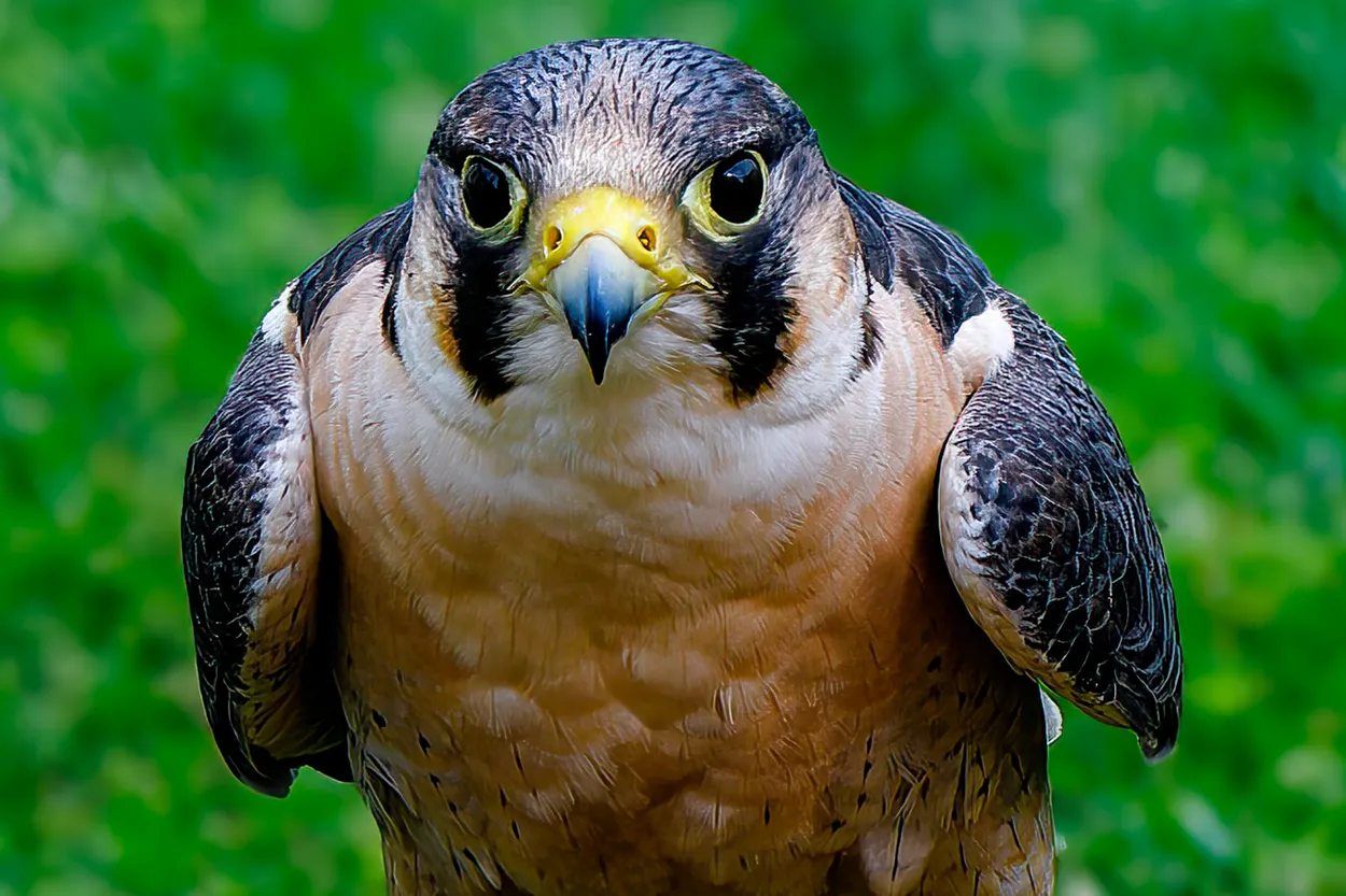 Peregrine Falcon