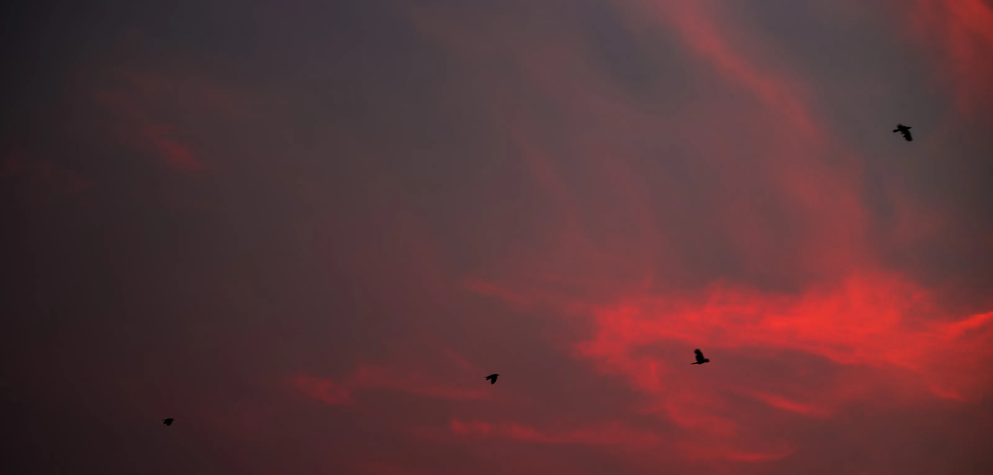 birds of pink sky