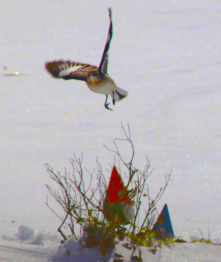Bird landing in the Snow