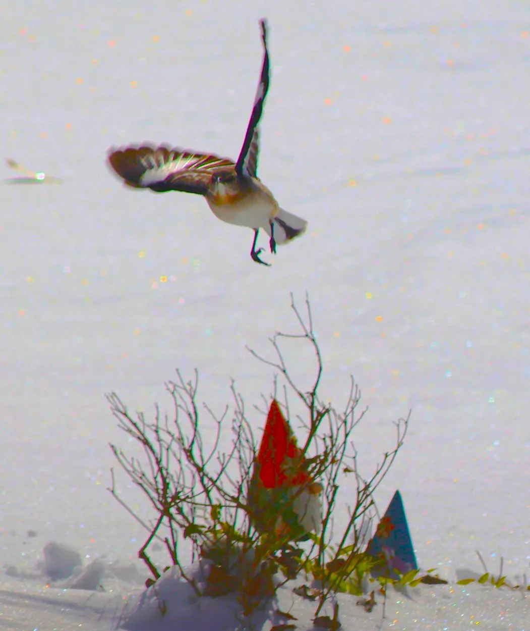 Bird landing in the Snow