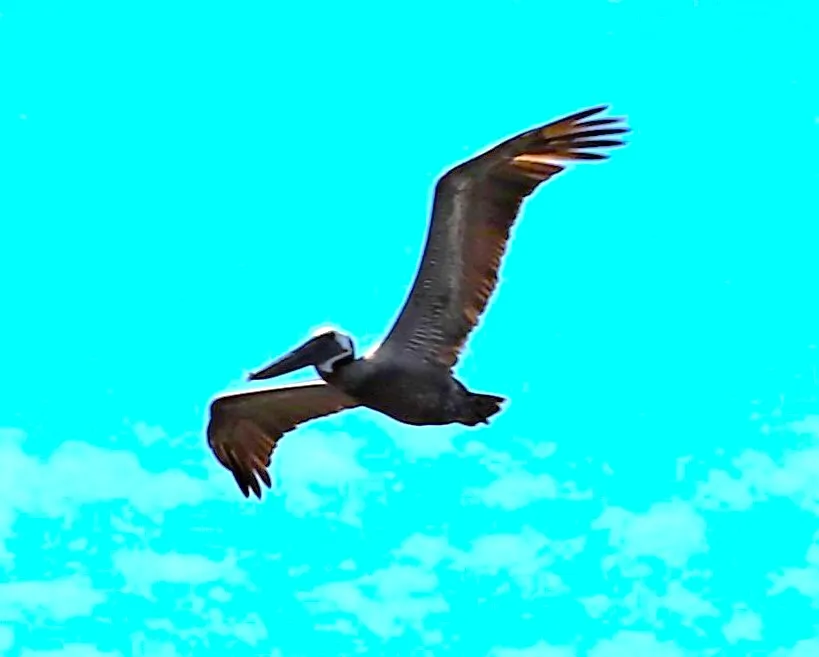 Pelican in Flight