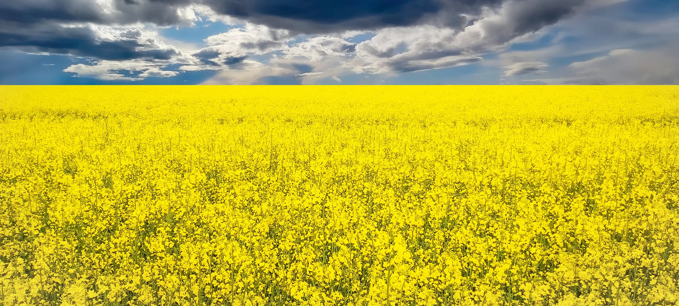 Yellow fields and cloudy sky