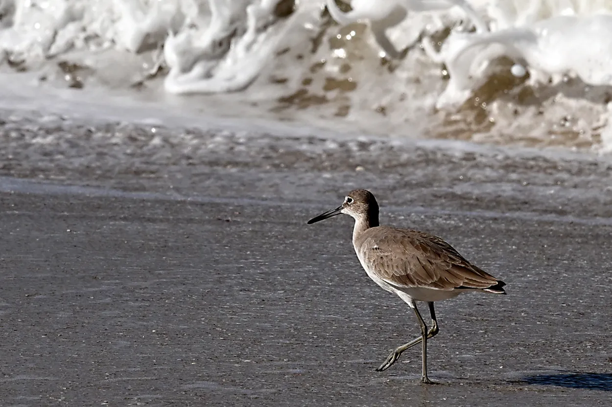 Florida Shore Bird