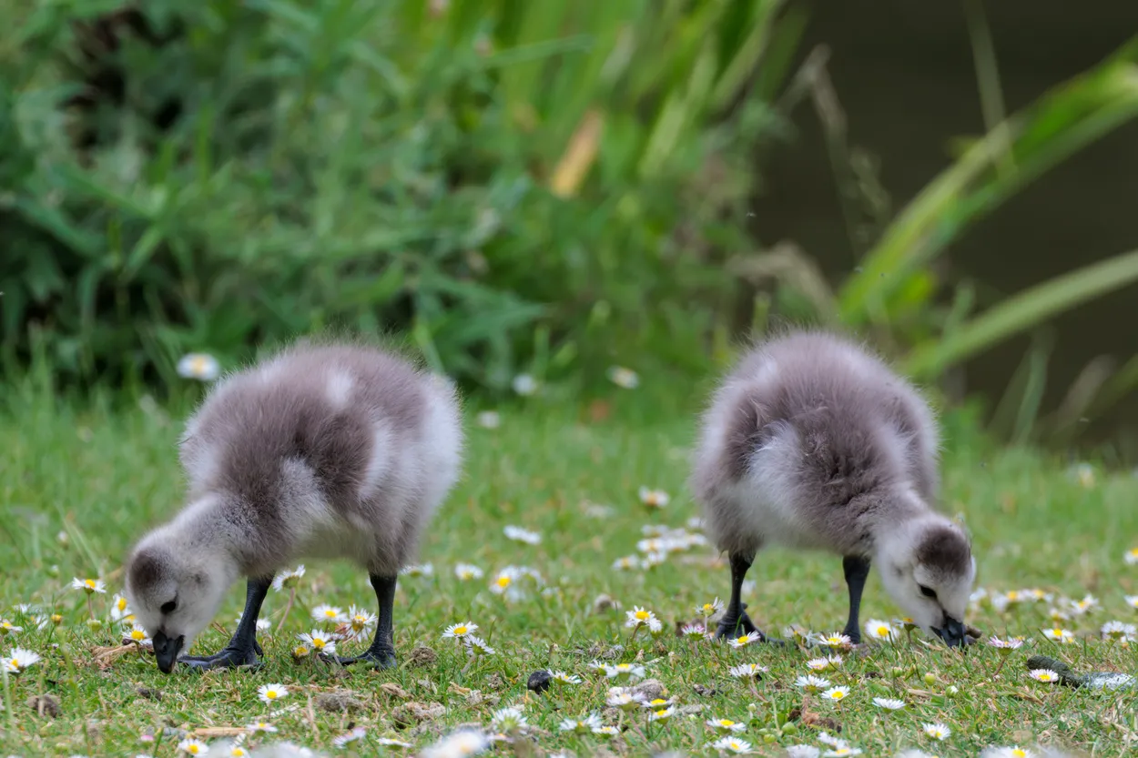 Canada goose chicks