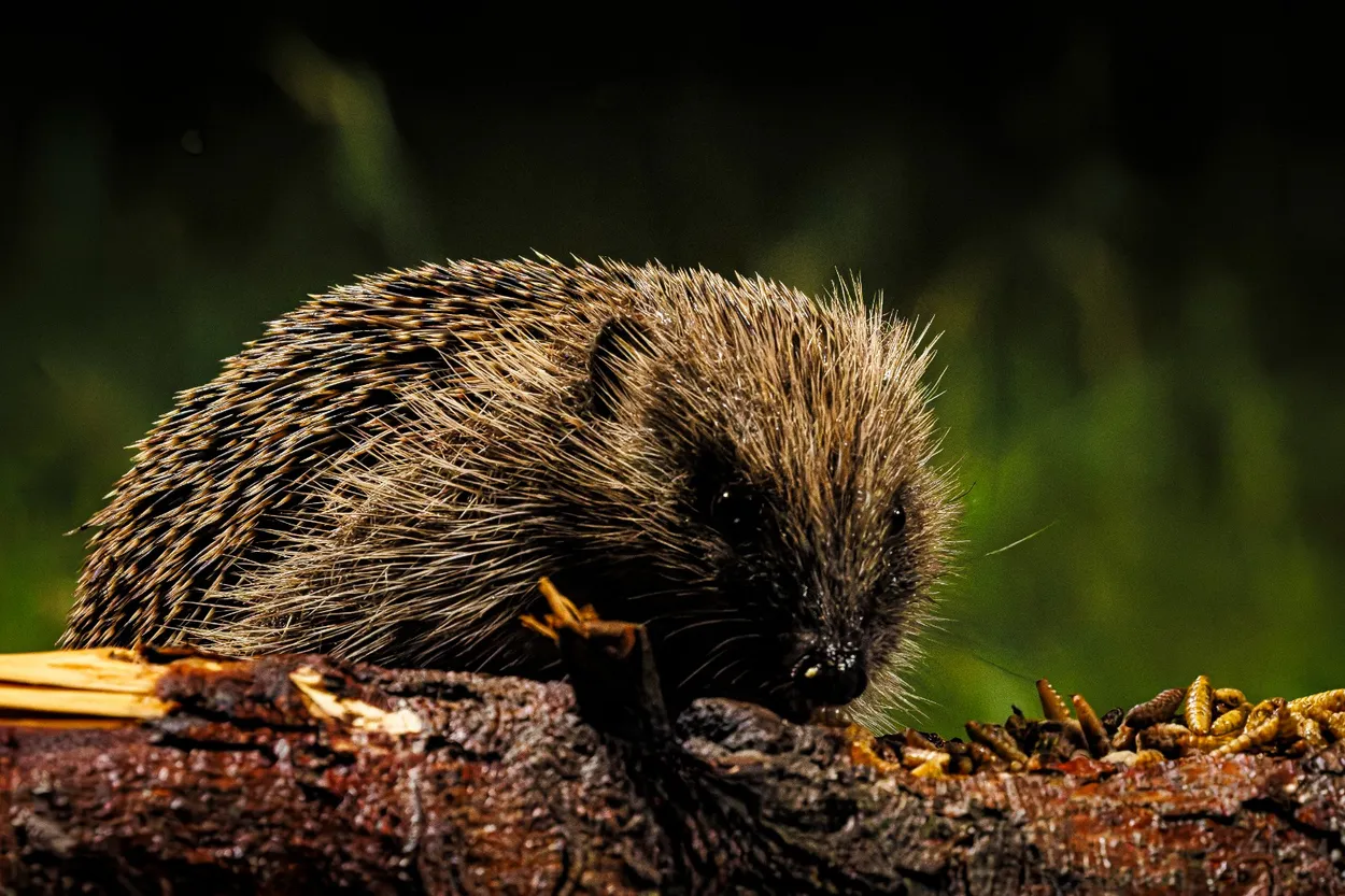 Hedgehog 1