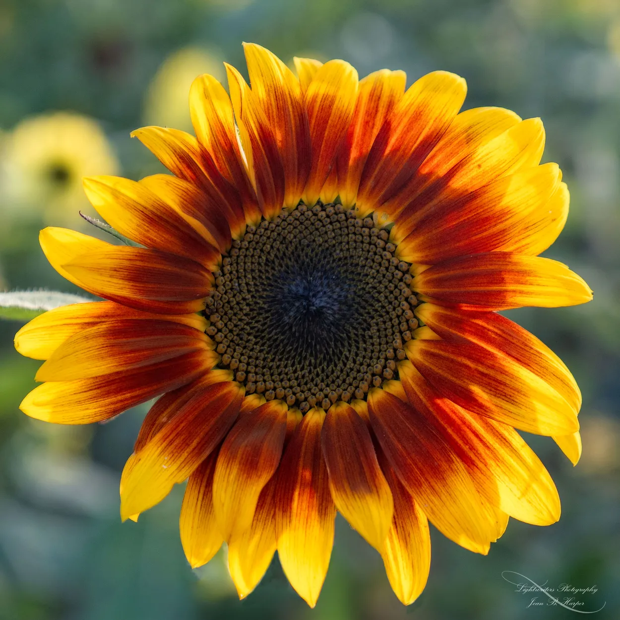 Unique Sunflower