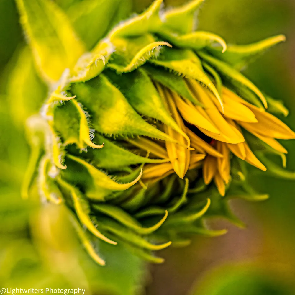 Emerging
