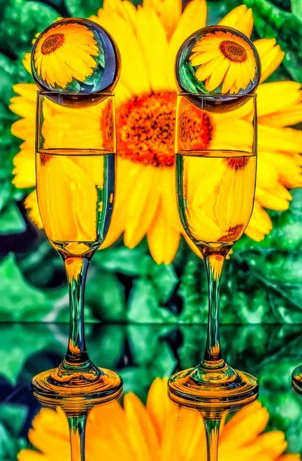 Sunflower Refraction