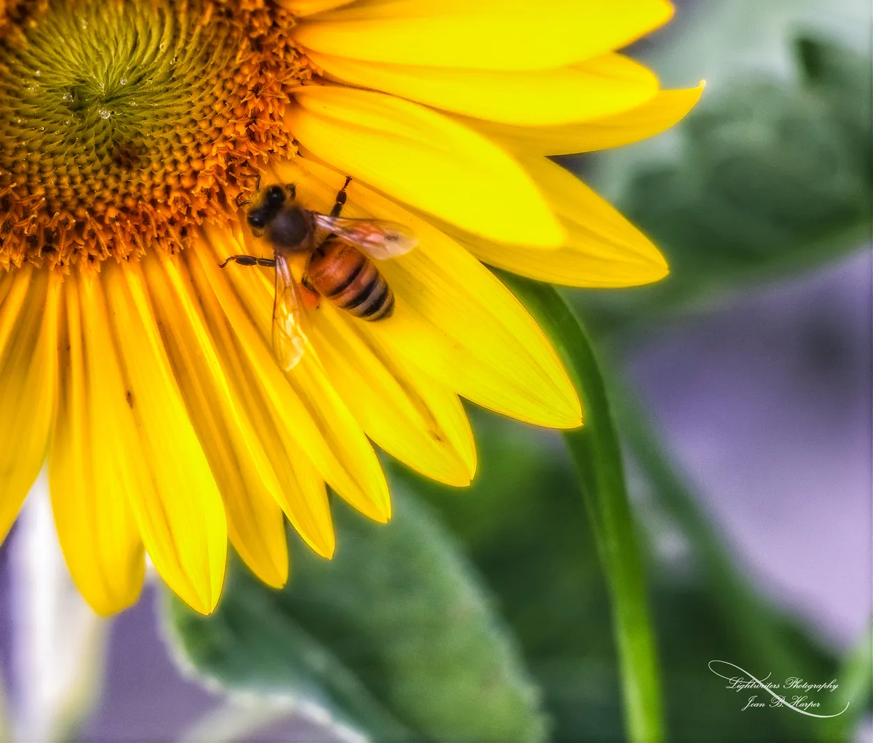 Sunflower and Bee