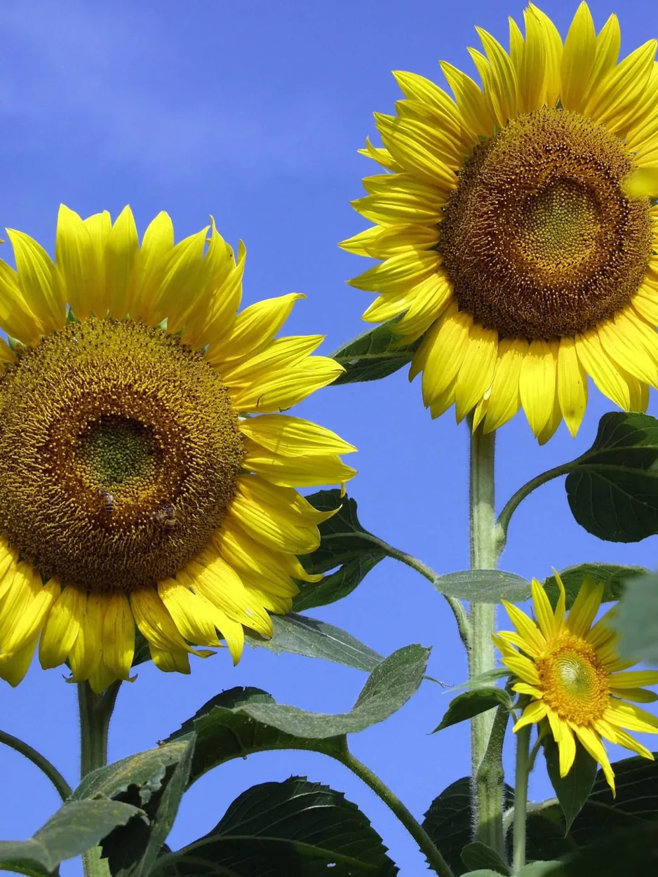 Sunflower Family