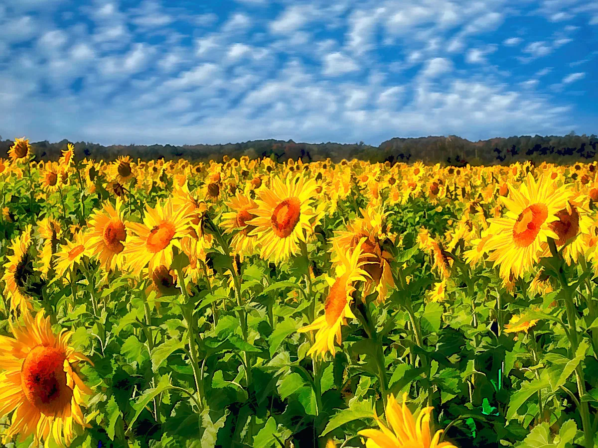 Sunflowers in Infinity