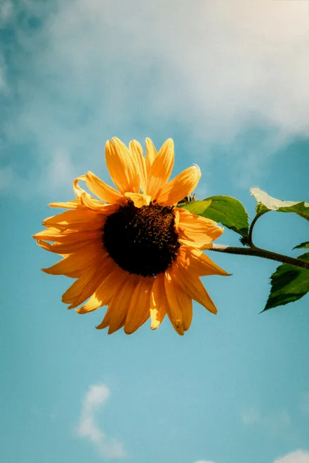Summer Sunflower With Clouds