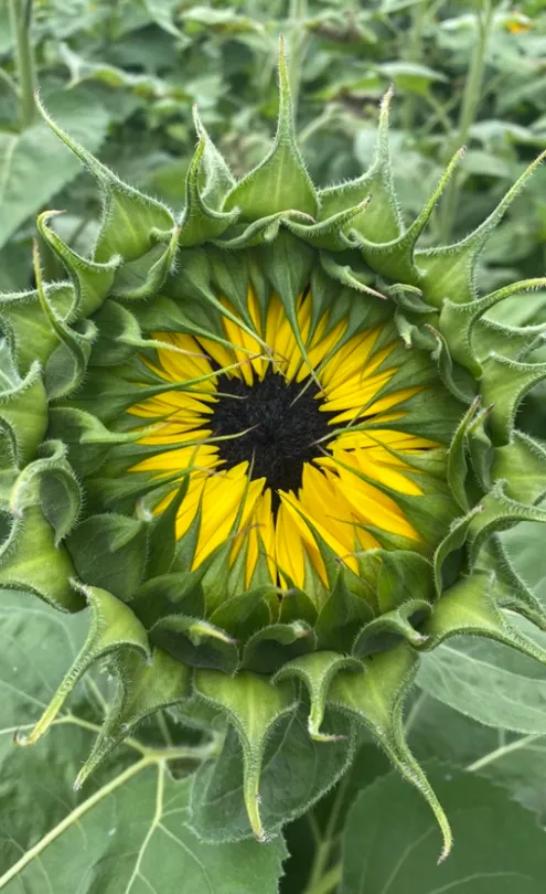 Sunflower