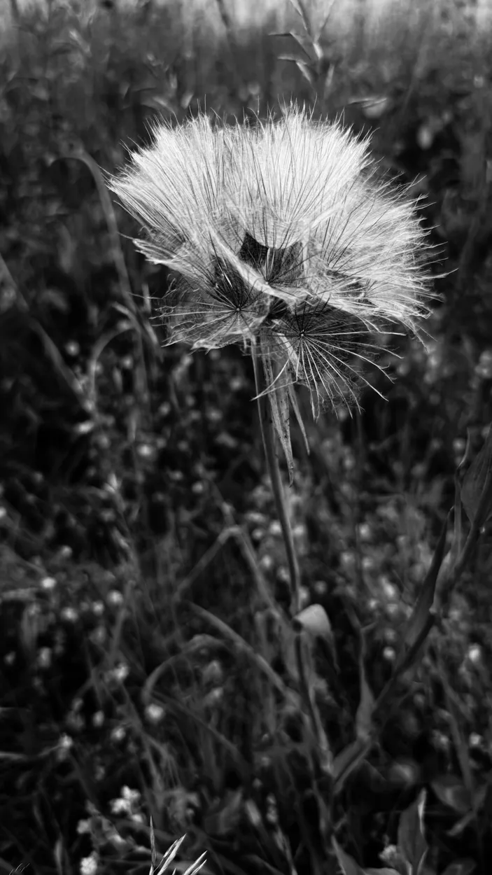 Solitary Flower