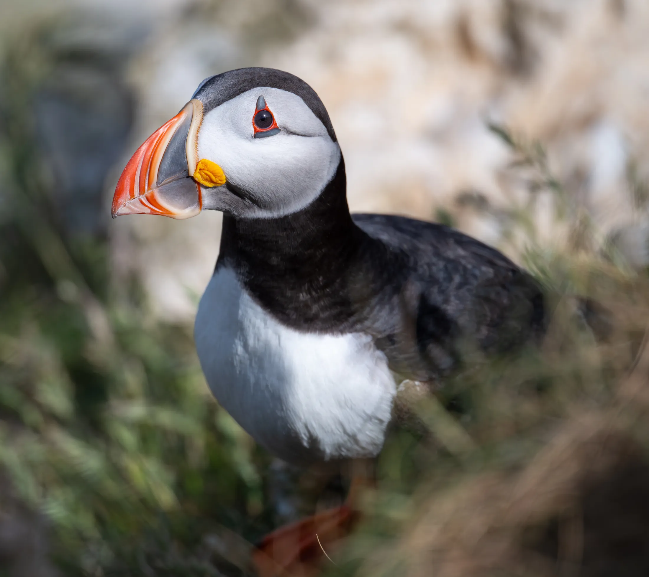 Puffin on the cliffs