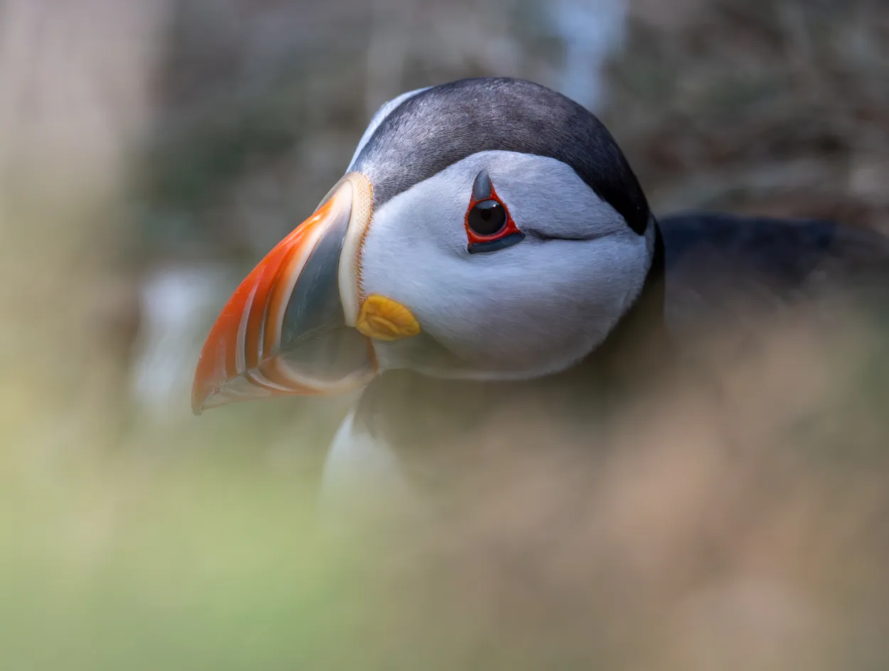 Peeping Puffin