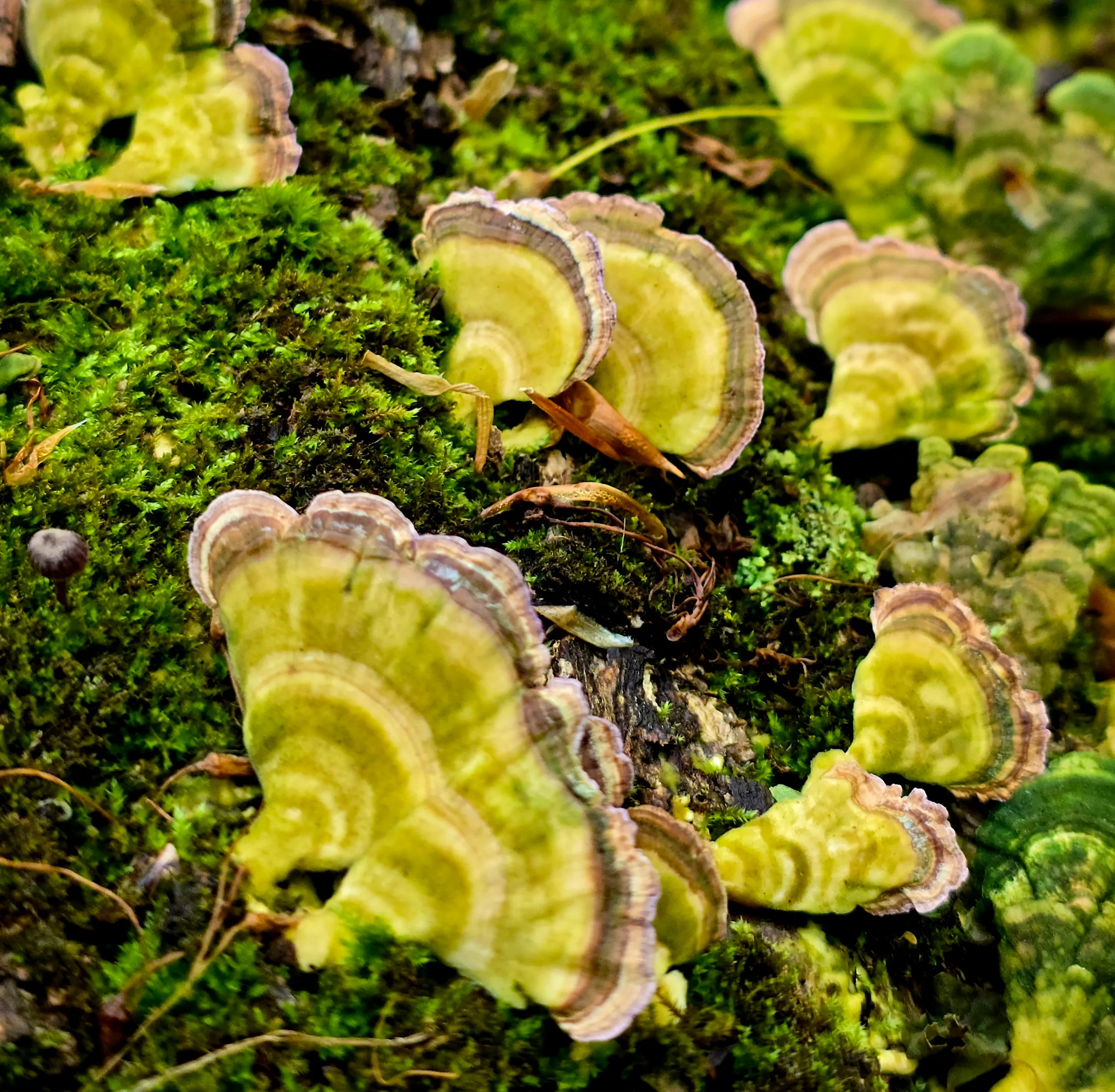 Fungi in Nature
