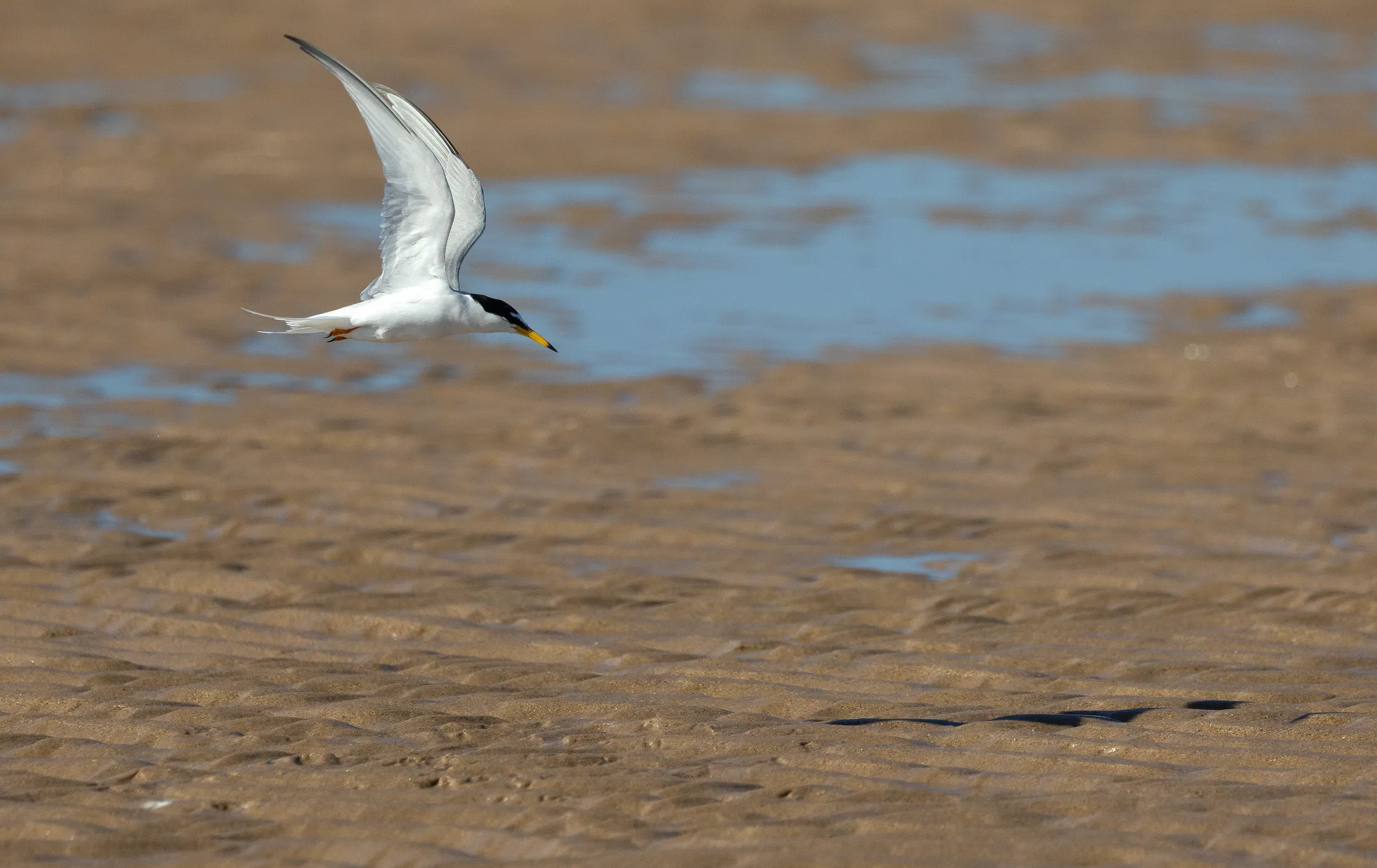 My Tern