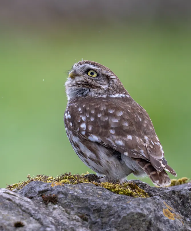 Watching the rain start to fall (Wild Little Owl)