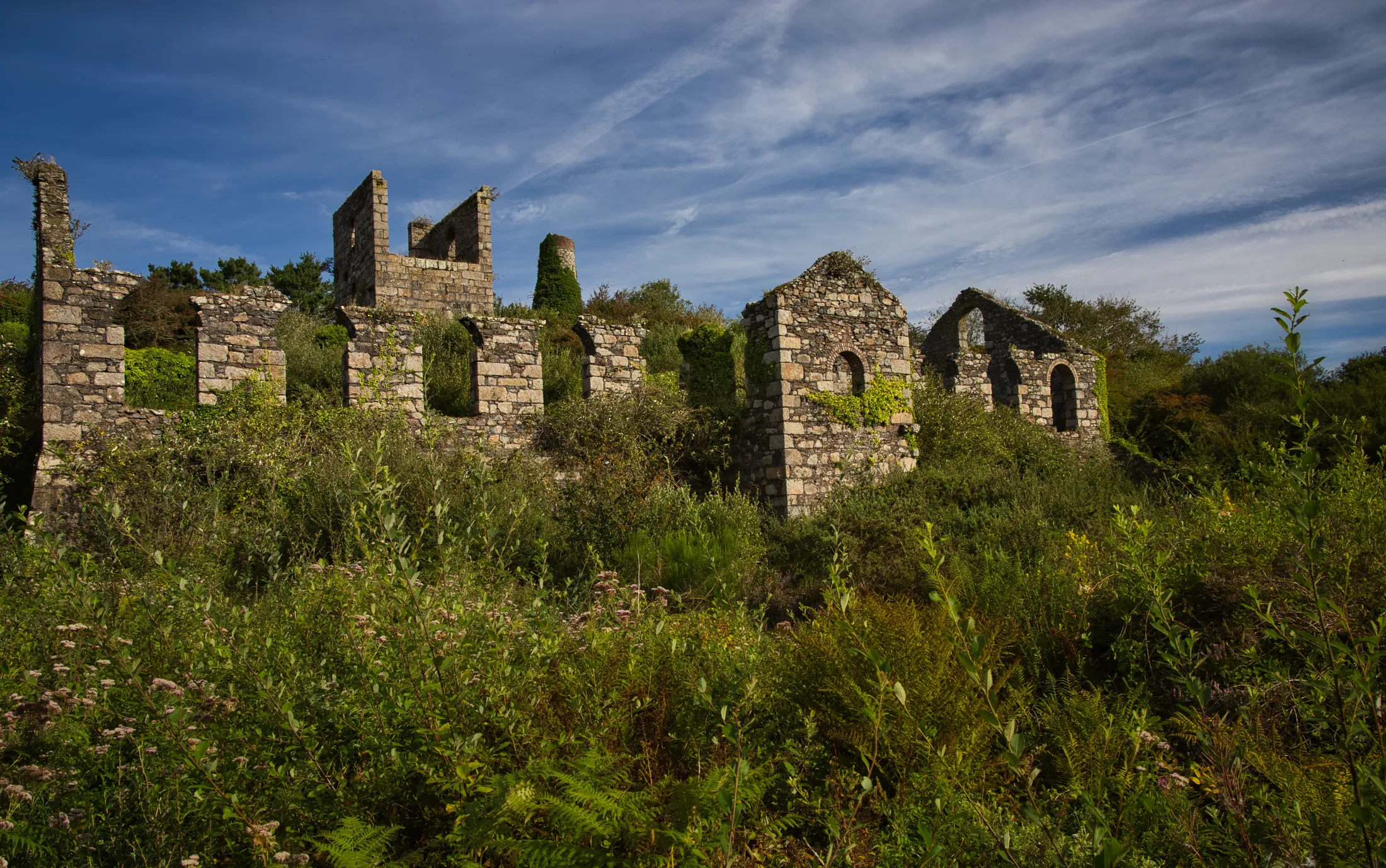 Rewilding
