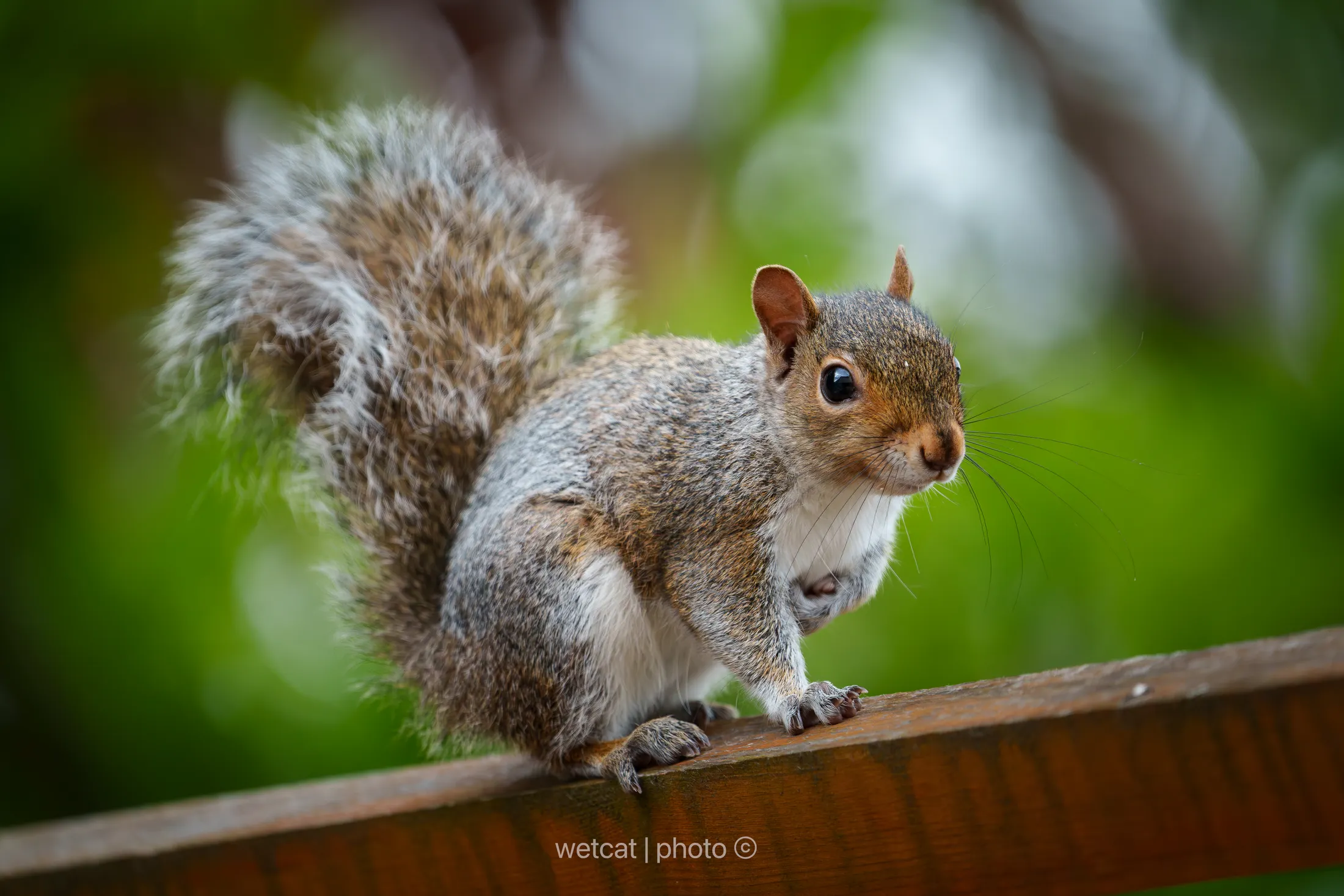 Hungry Squirrel