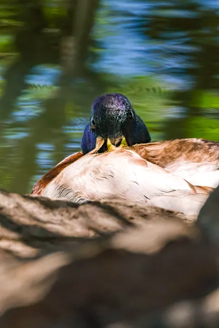 Hidden in the feathers