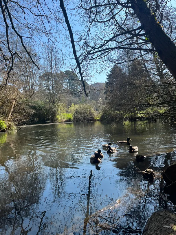 Ducks in a Row